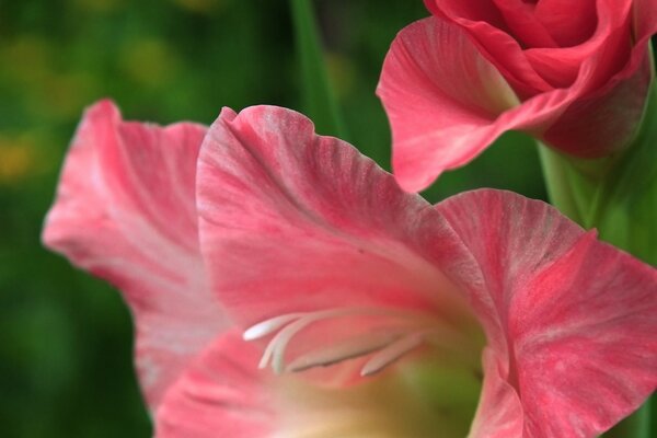 Blooming pink gladiolus on a green background