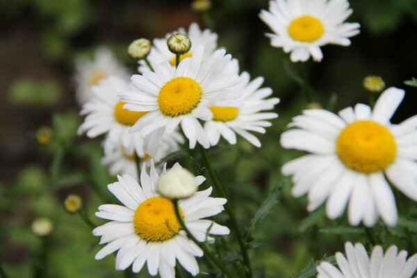 Classic daisies on a blurry background