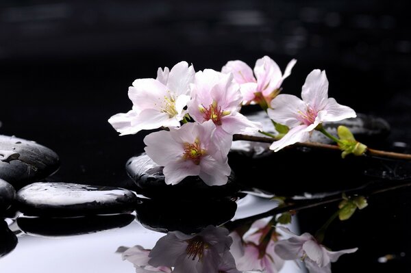 Pink petals on wet stones