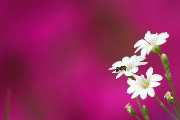 Abeja en una flor blanca