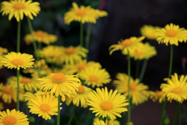 Fleurs jaunes dans l herbe