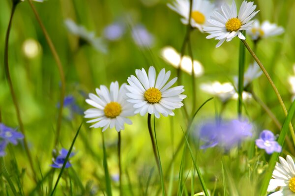 Foto von Gänseblümchen auf einem grünen Feld