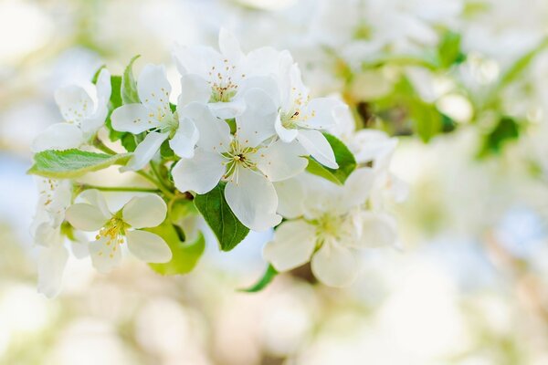 White flower tree apple