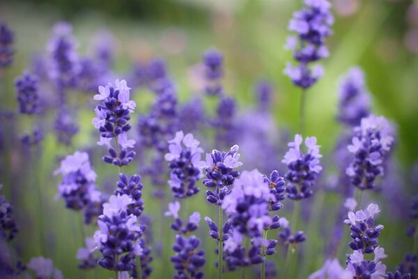 Beautiful pale blue lupines on a blurry background