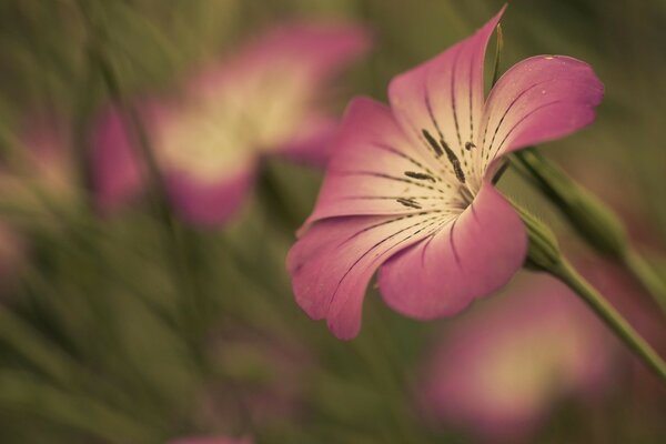 Pink flower on a grass background