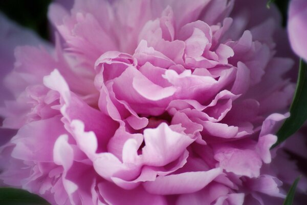 A blooming pink peony flower