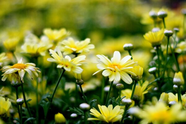 Flores silvestres frescas de color amarillo y blanco