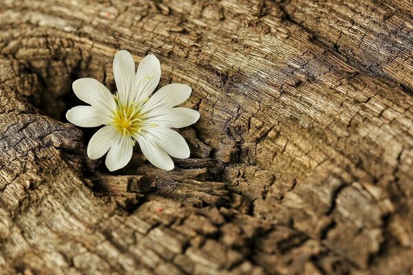 A small white flower on the bark of a tree