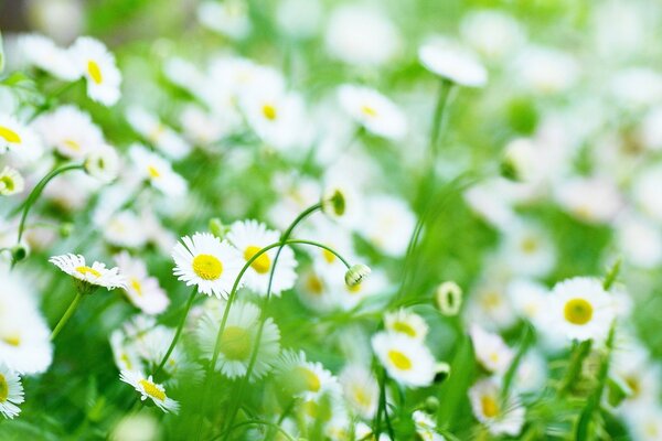 Molte piccole margherite nel campo