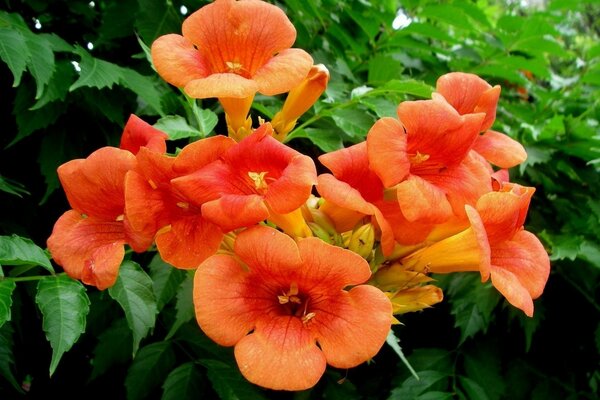 Orange flowers on a green background of petals