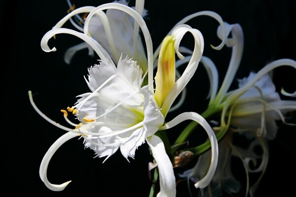 Hermosa flor blanca sobre fondo negro