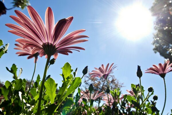 Rosa hohe Blumen und Sonne