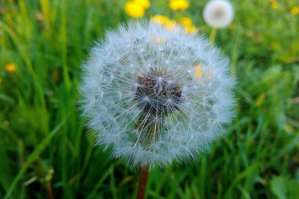 Pissenlit sur fond d herbe verte