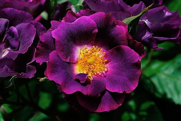 Macro disparo de una rosa malva y sus pétalos