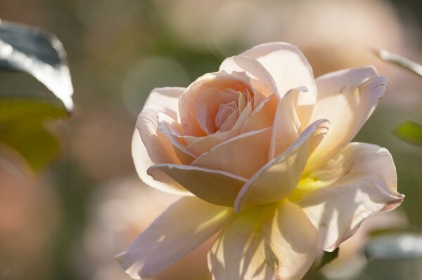 Colore rosa chiaro in macro