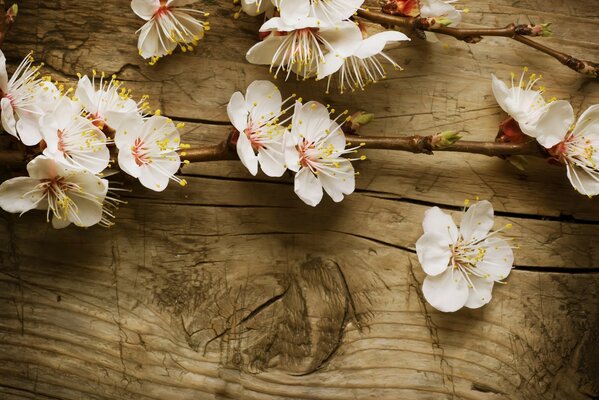 A blooming branch of an apple tree on the background of a tree