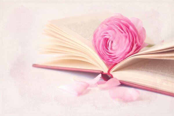 Peinture rose rose se trouve sur le livre