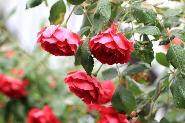 Red flowers after rain