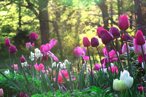 Bright multicolored tulips on a flower bed in the park