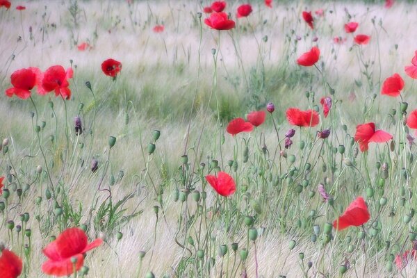 Hermoso campo de amapolas rojas