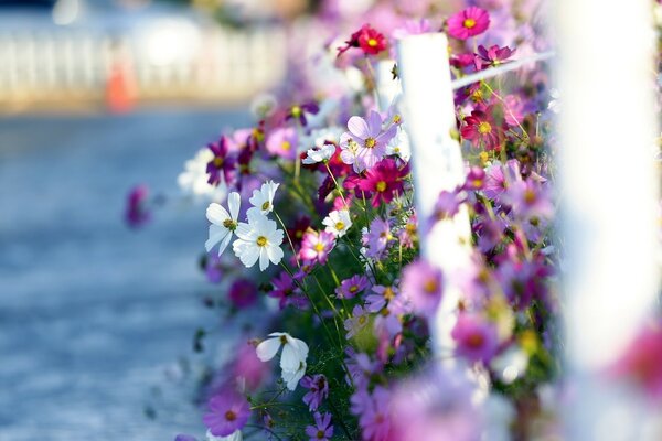 Fleurs lumineuses sur fond d eau