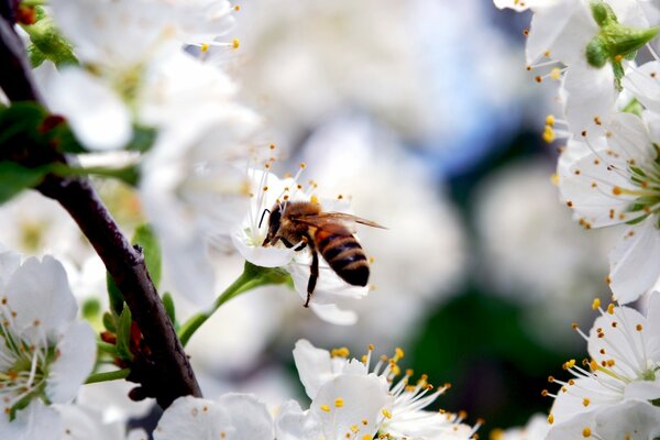 Bee extracts nectar from cherry blossoms