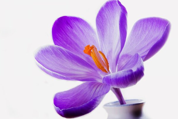 Fleur pourpre lilas dans un récipient