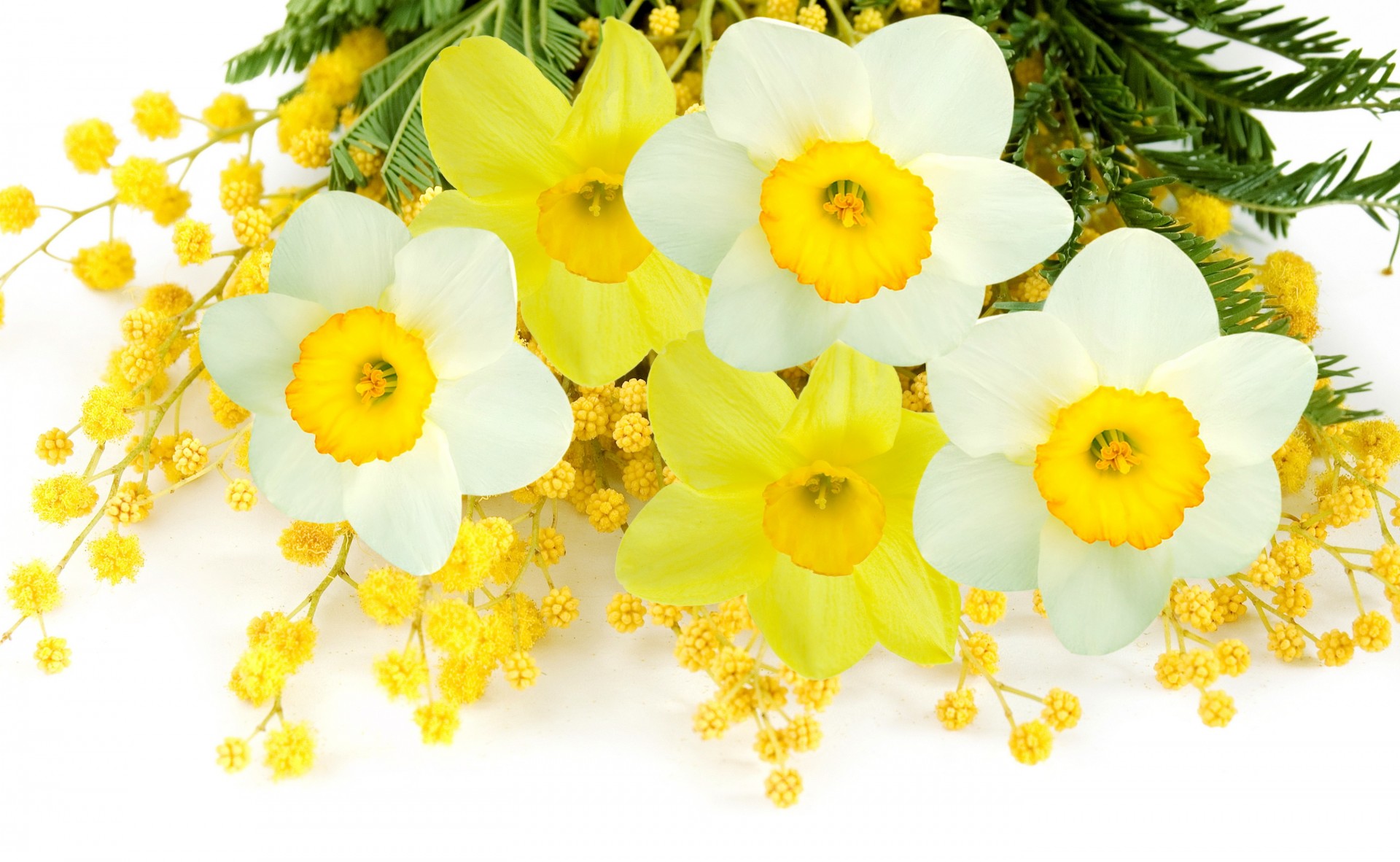 jonquilles mince fleurs jaune printemps blanc mimosa