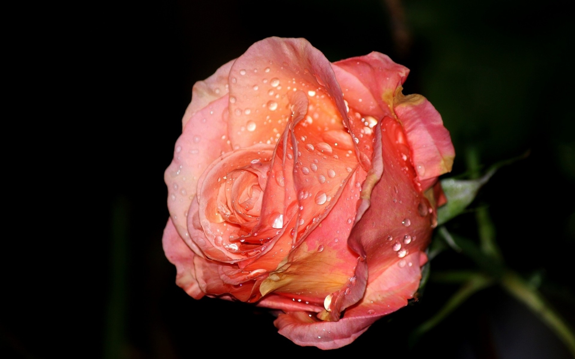 macro rosa cae brote