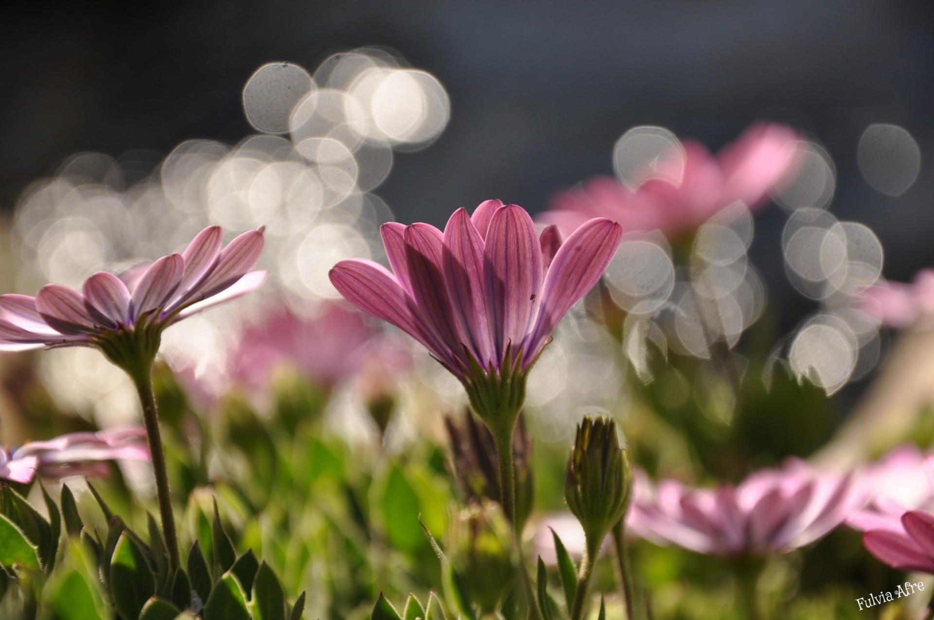 rosa bokeh flores