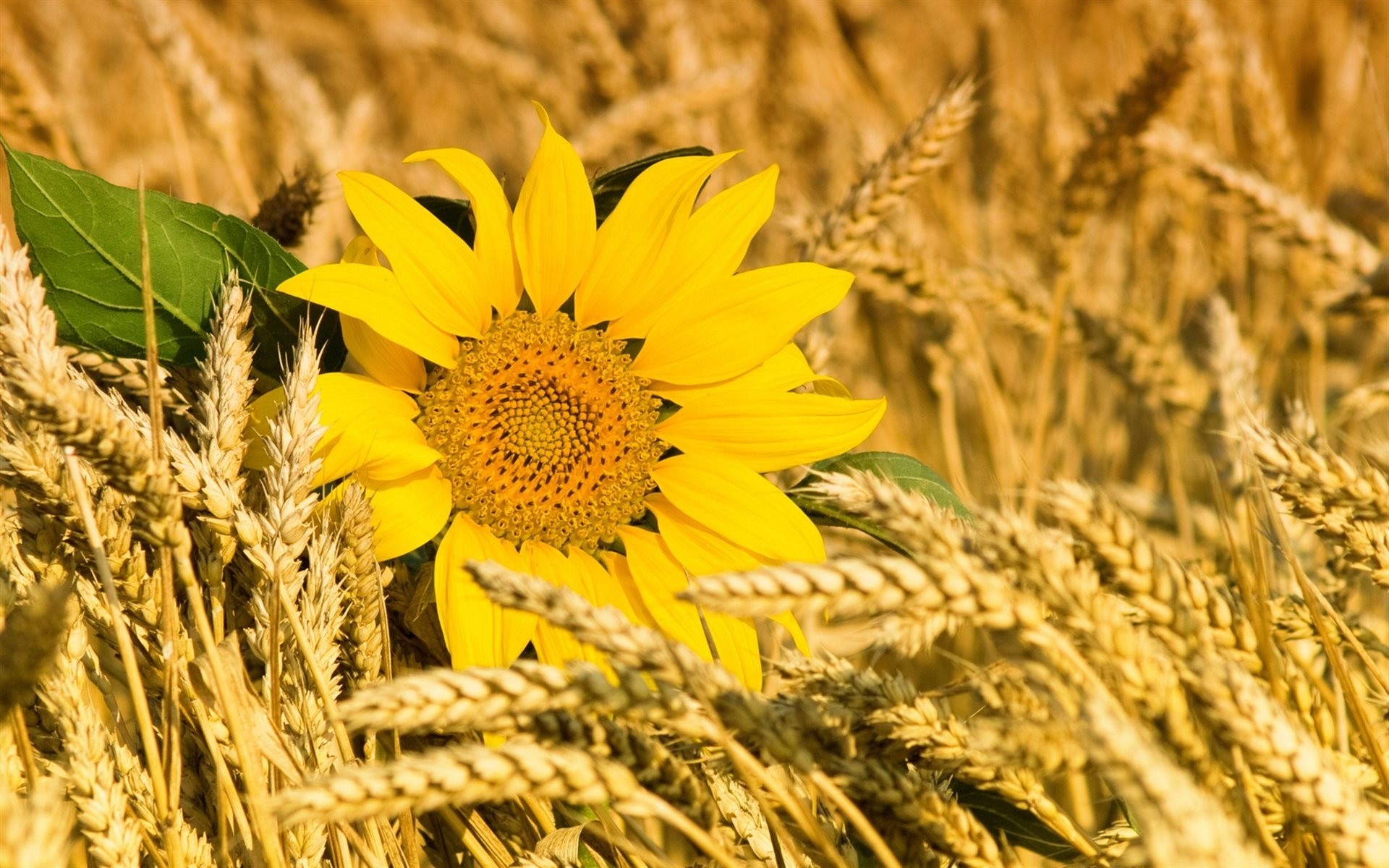 girasol espigas