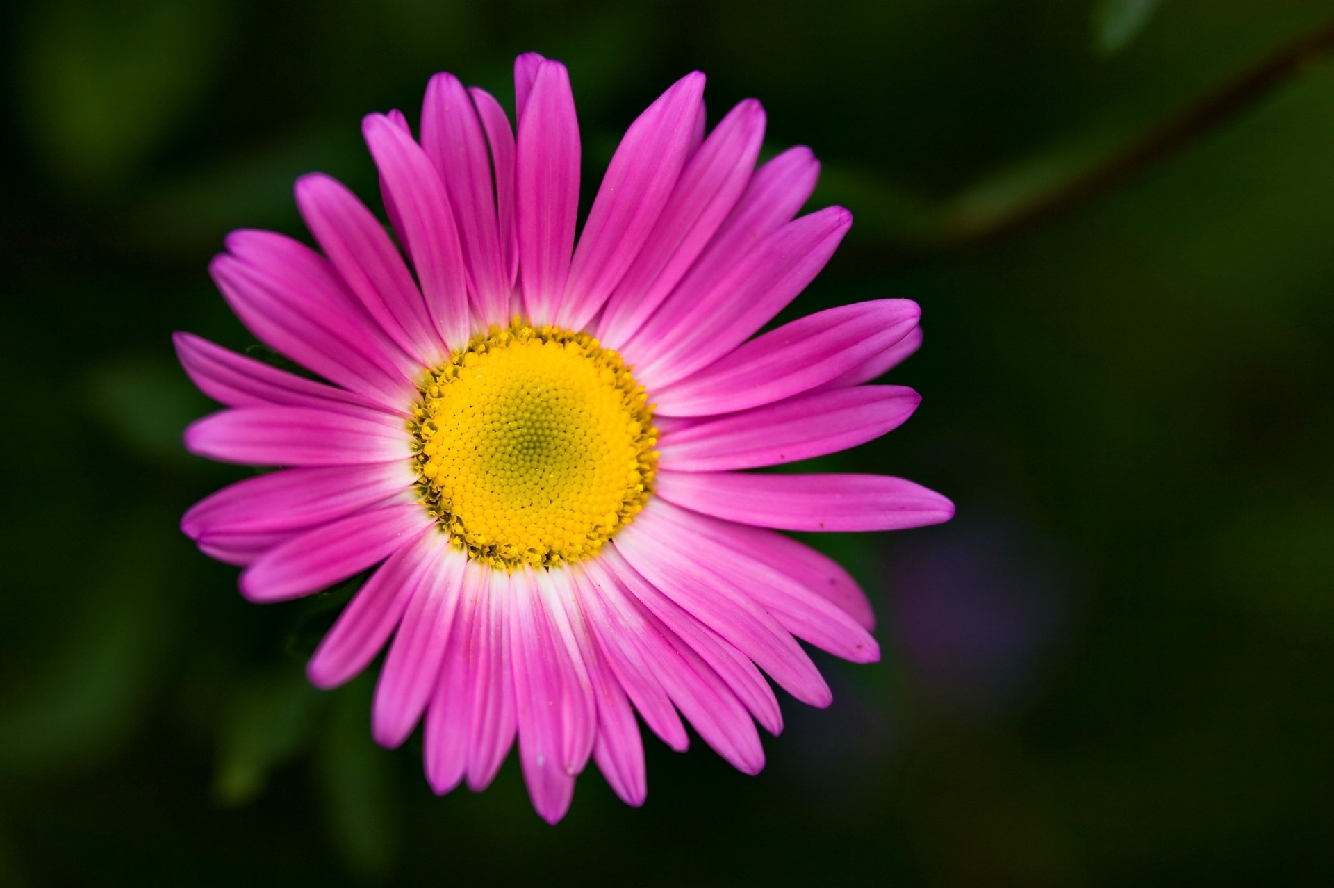 fiore sfondo fiori carta da parati macro rosa petali