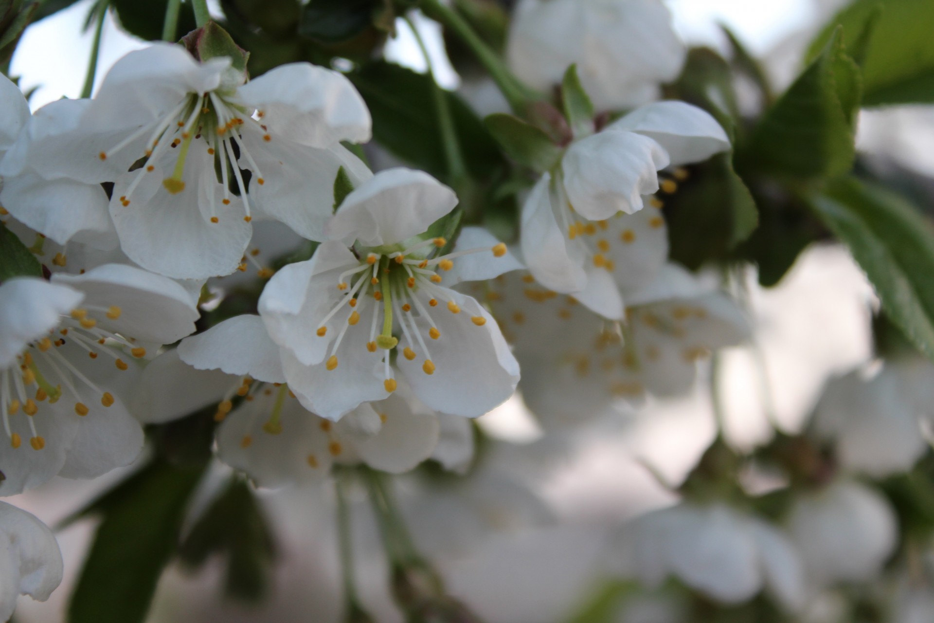 kirschen frühling sakura