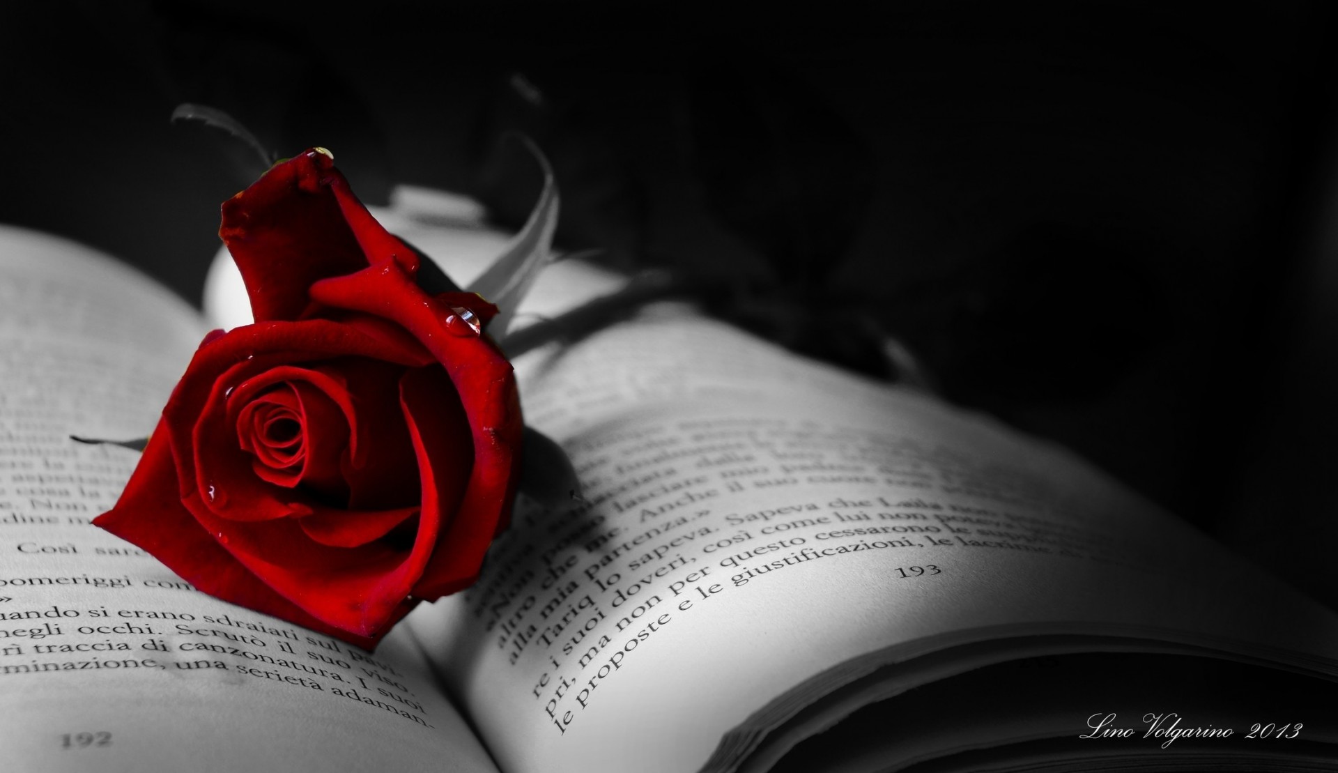 book rose flower