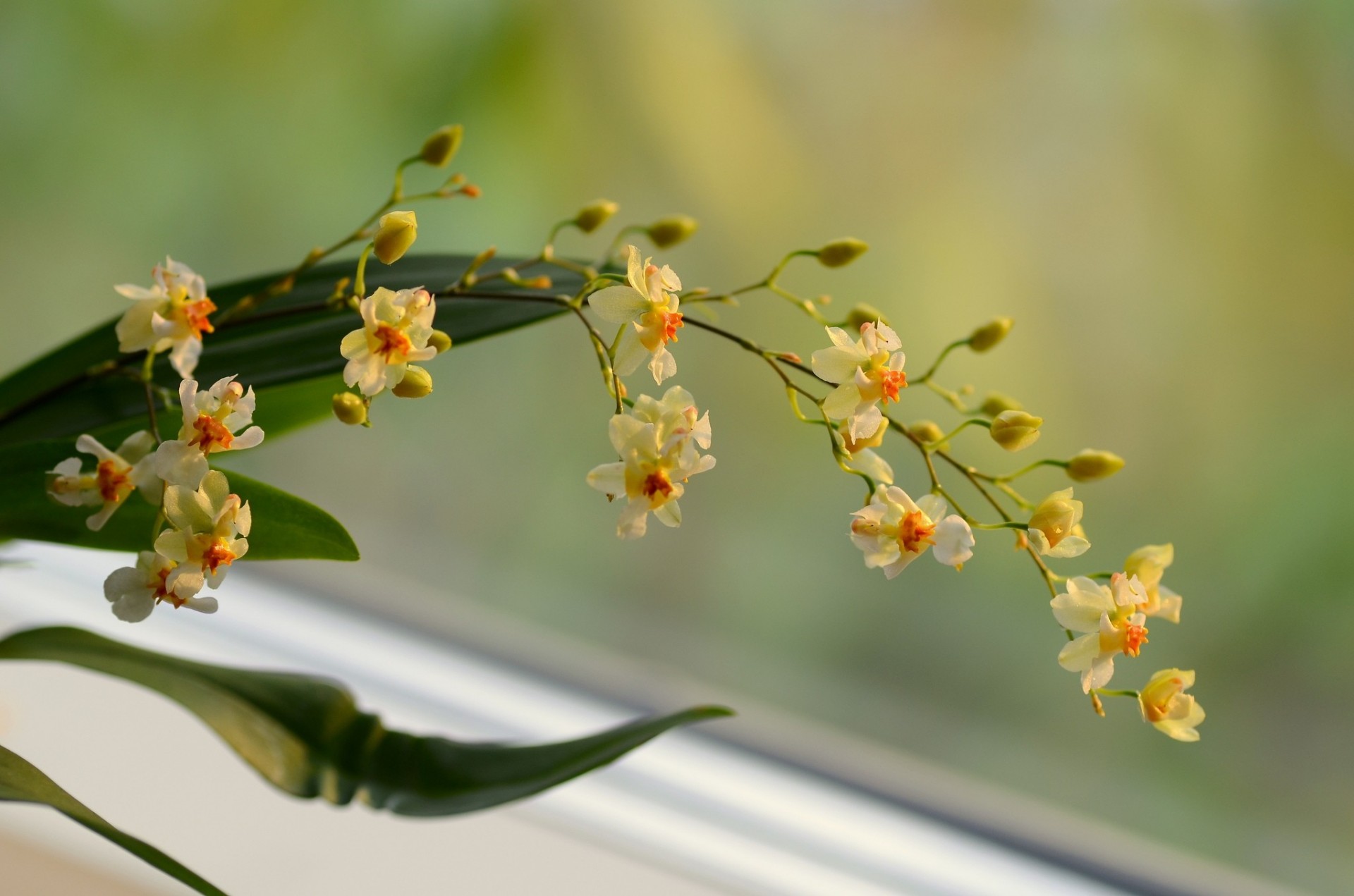 sfondo giallo fiori orchidea ramo