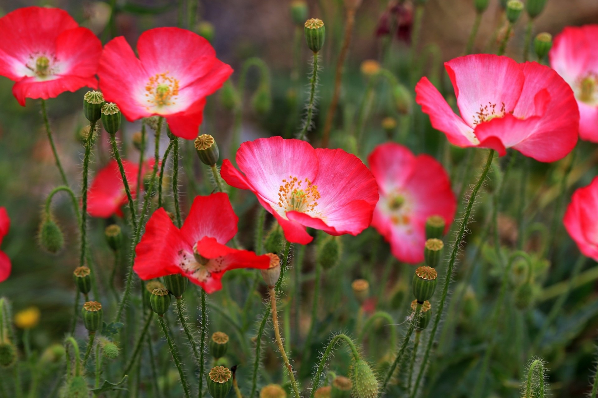 feld rosa mohnblumen blumen