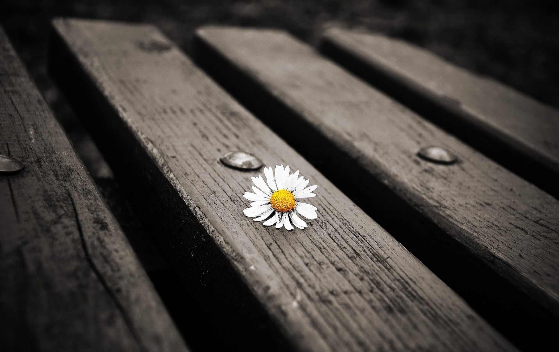 blumen blume gänseblümchen tafel tapete gelb hintergrund weiß