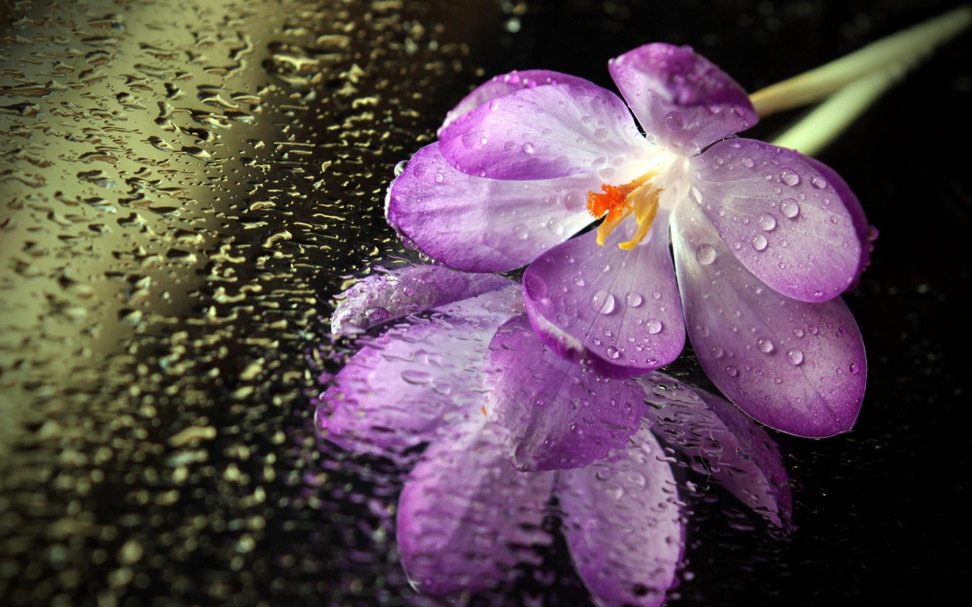 close up flower fall