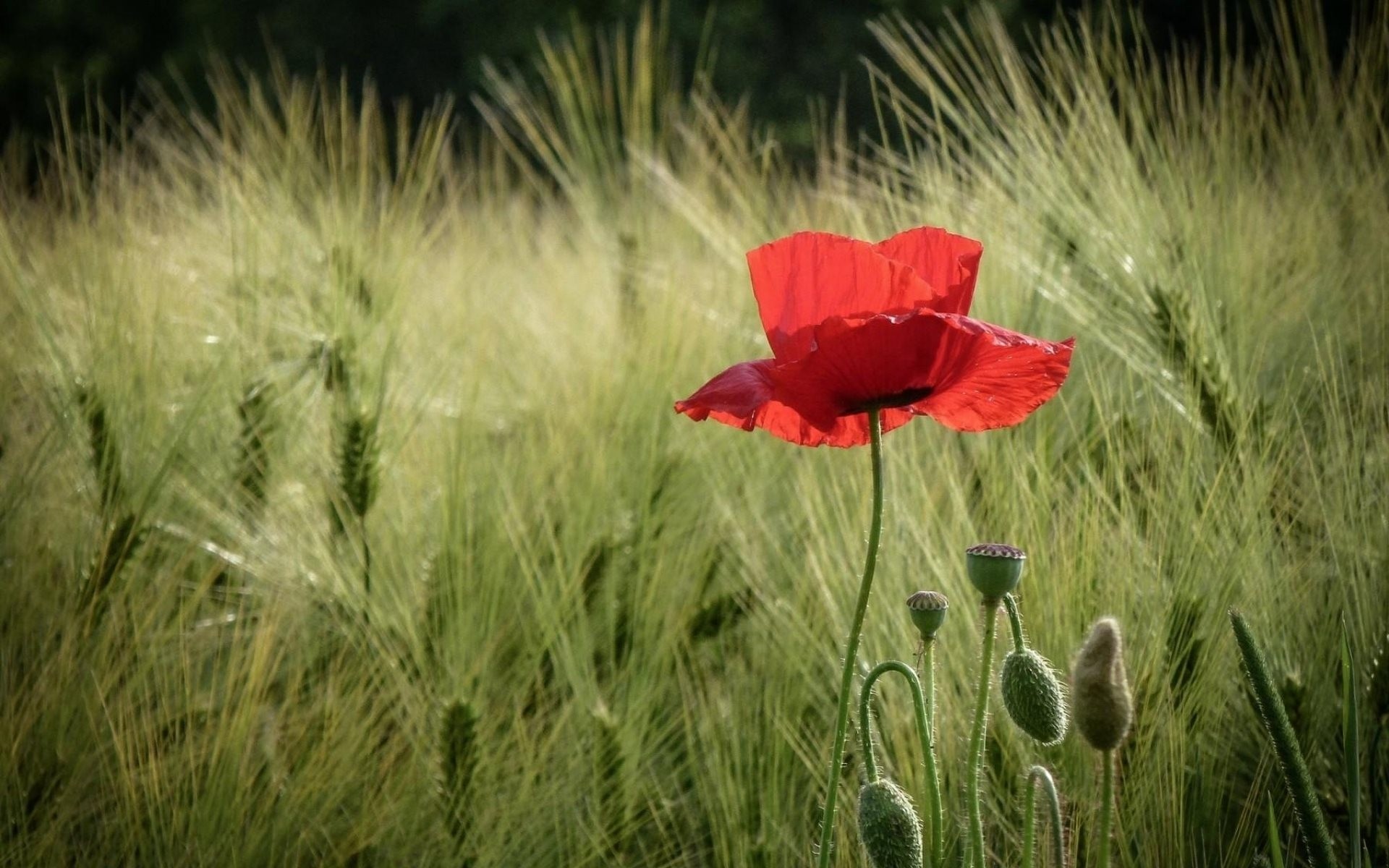 trigo amapolas espigas