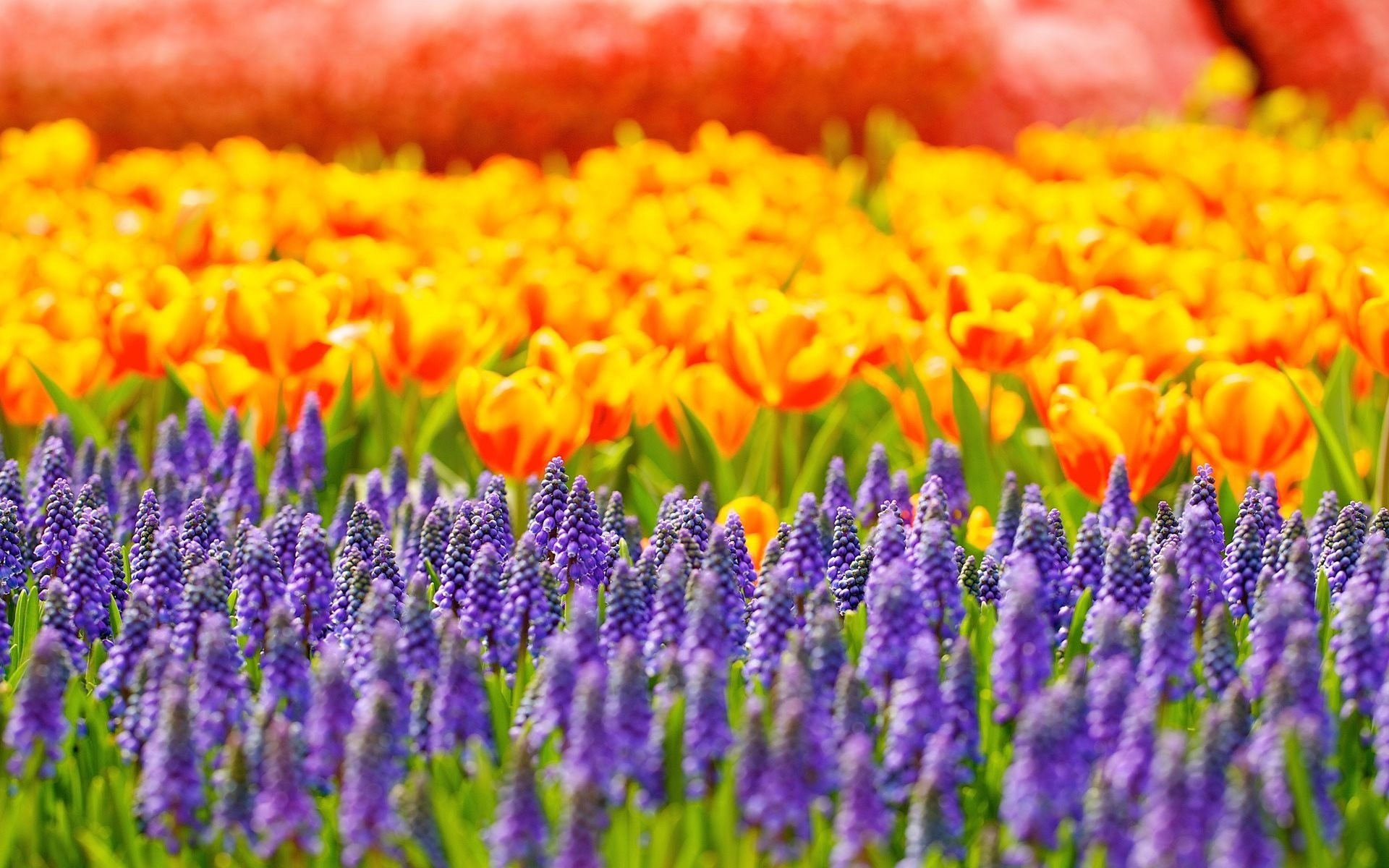 tulipes fleurs reflets muscari