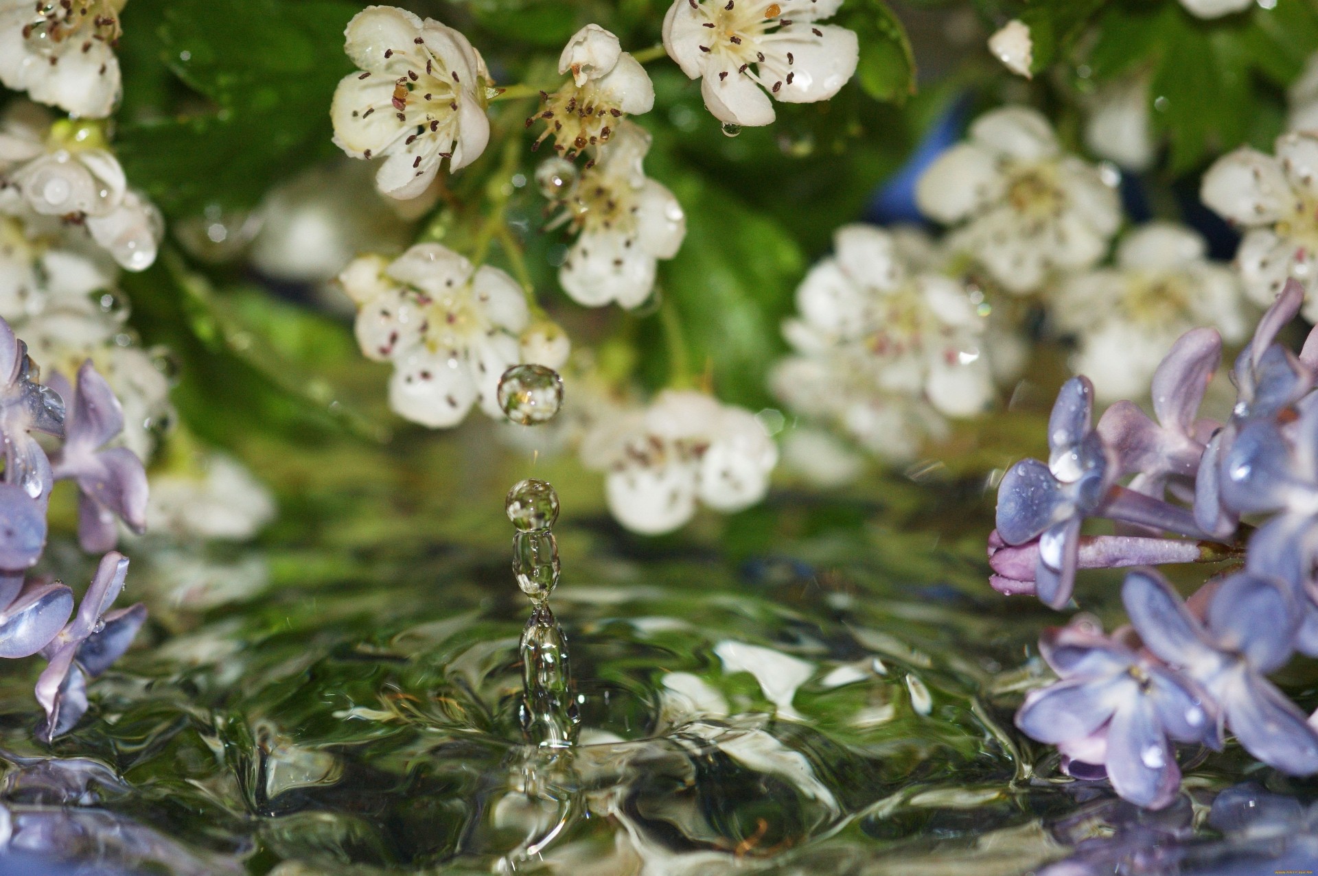 cade fiori acqua lilla macro primavera