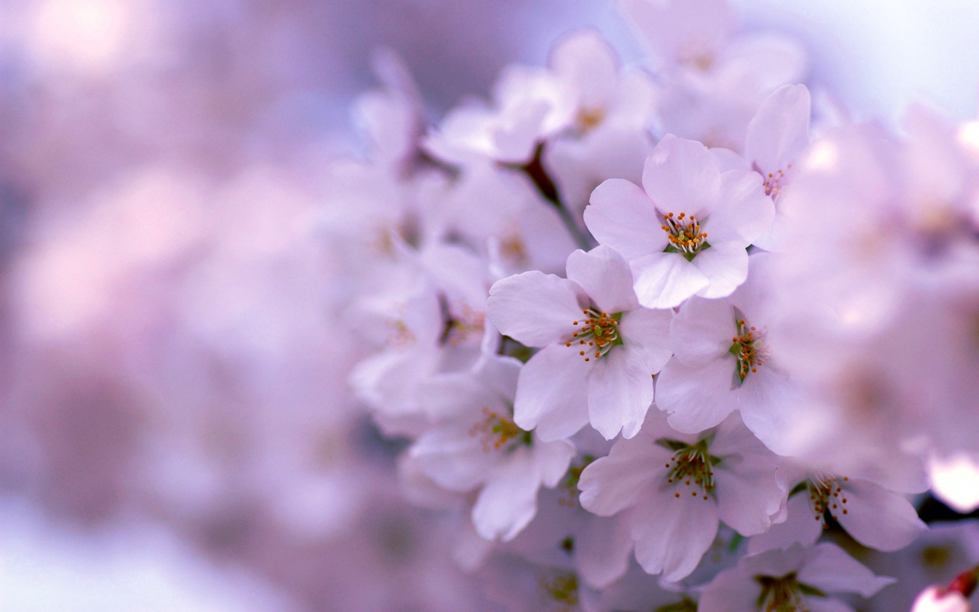 lila floración primavera árbol