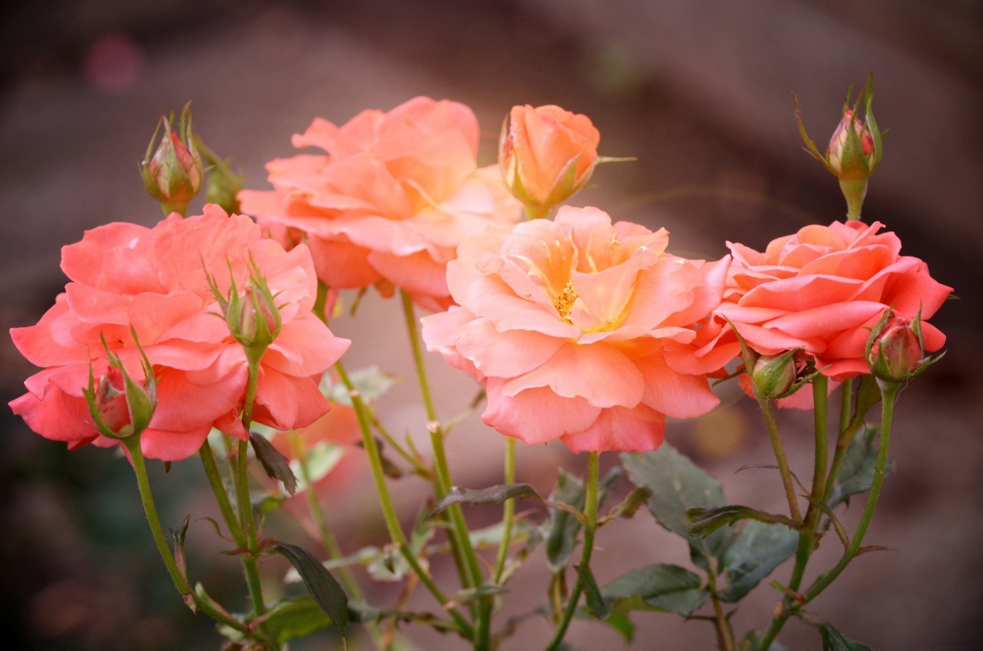 pink blur buds petals rose