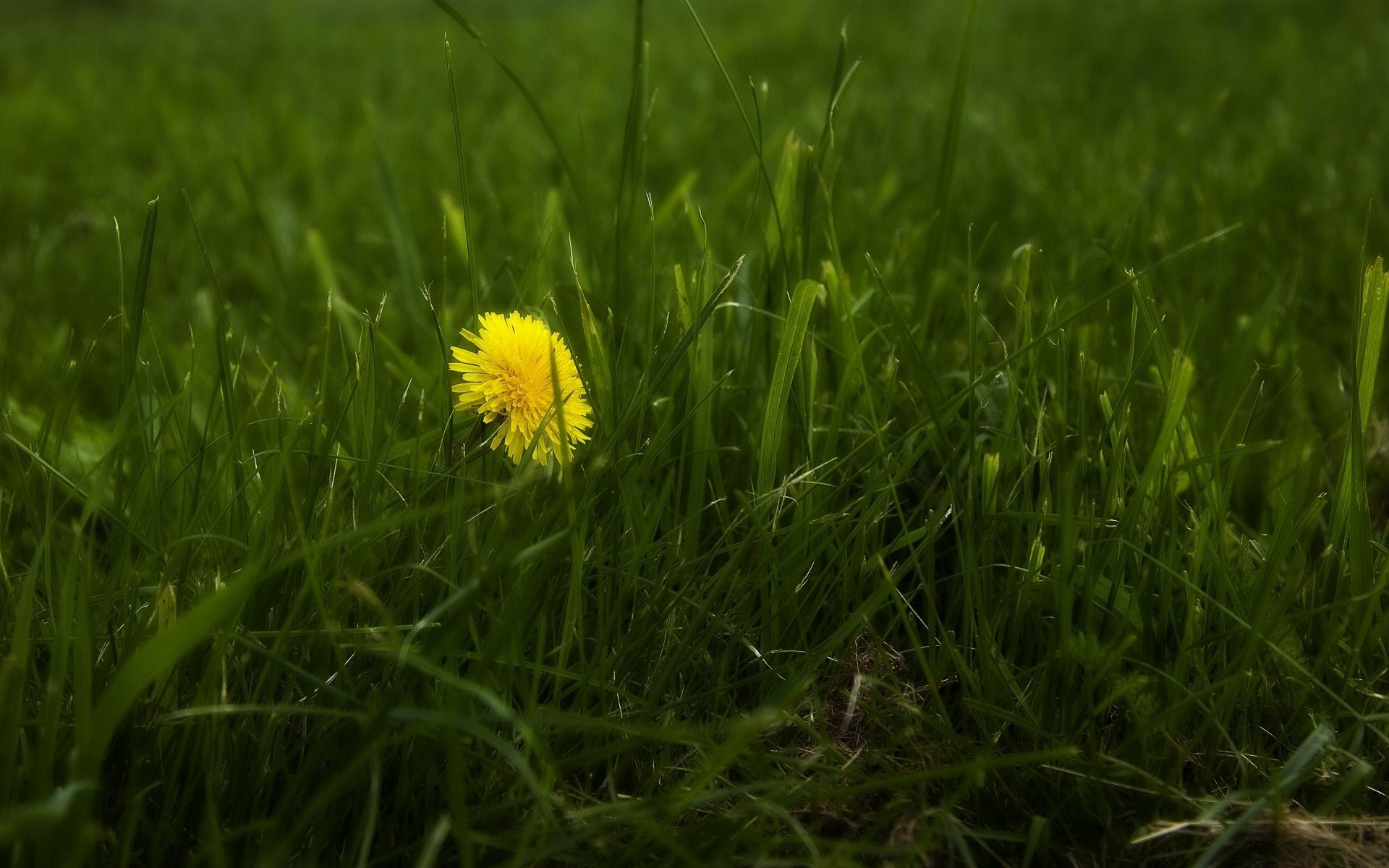 blumen natur gras foto tapete makro