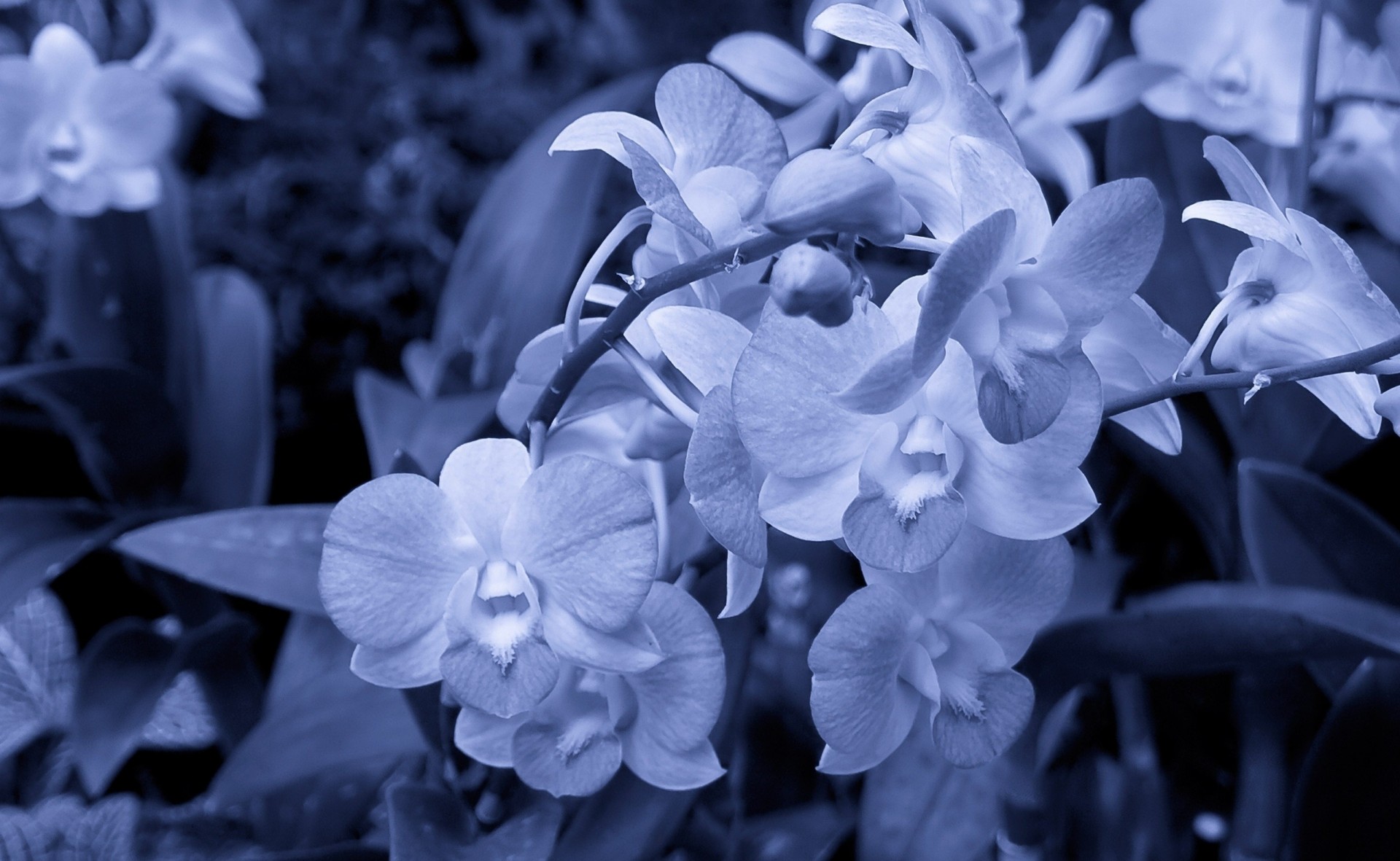 tallos flores blancas pétalos