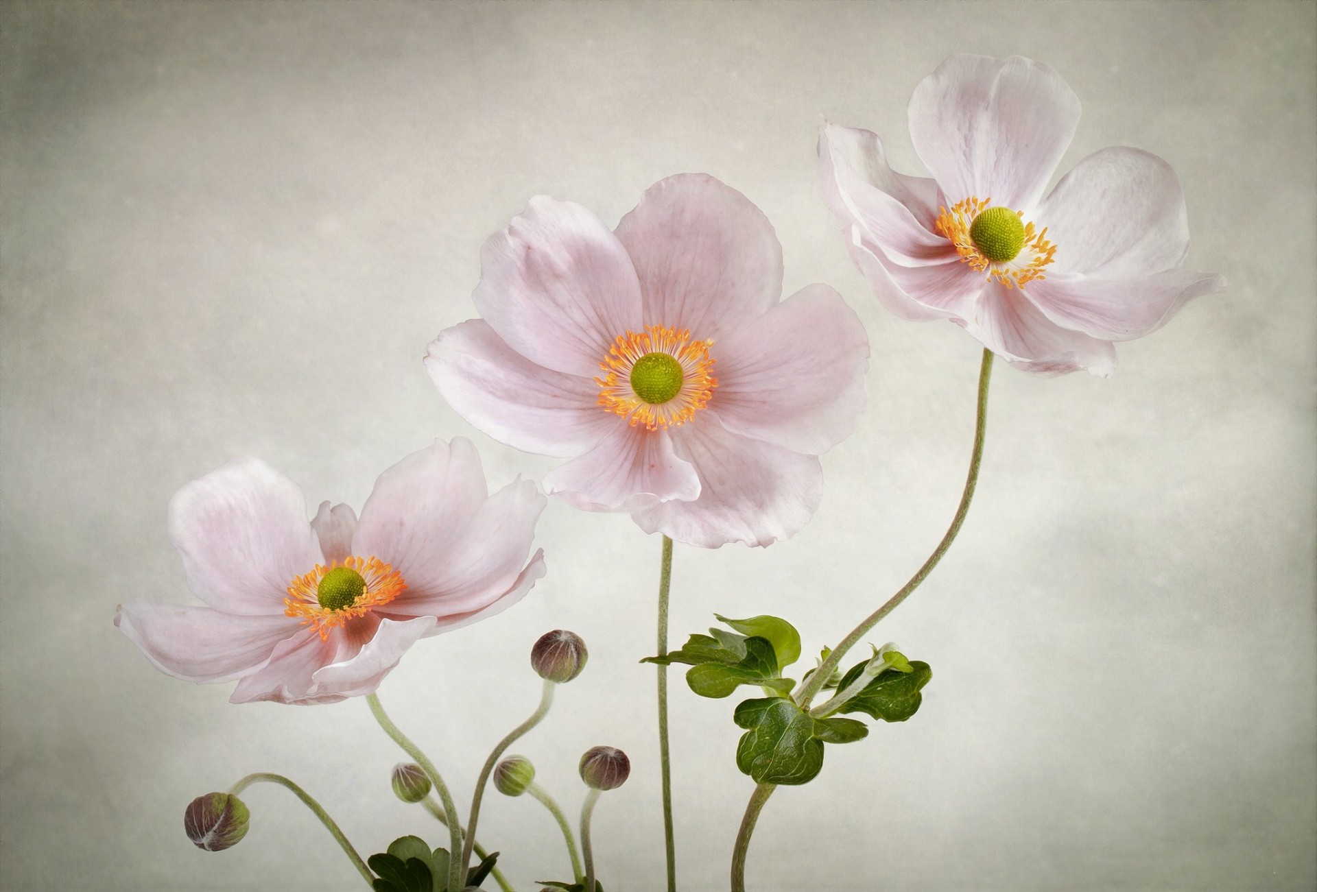 rosa hintergrund anemonen blumen zart