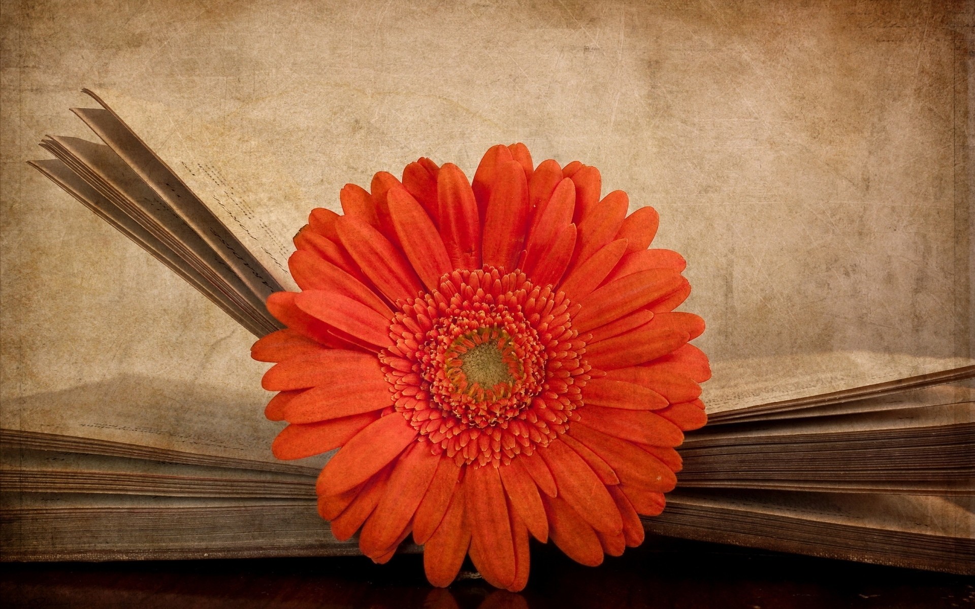 gros plan texture gerbera vintage livres