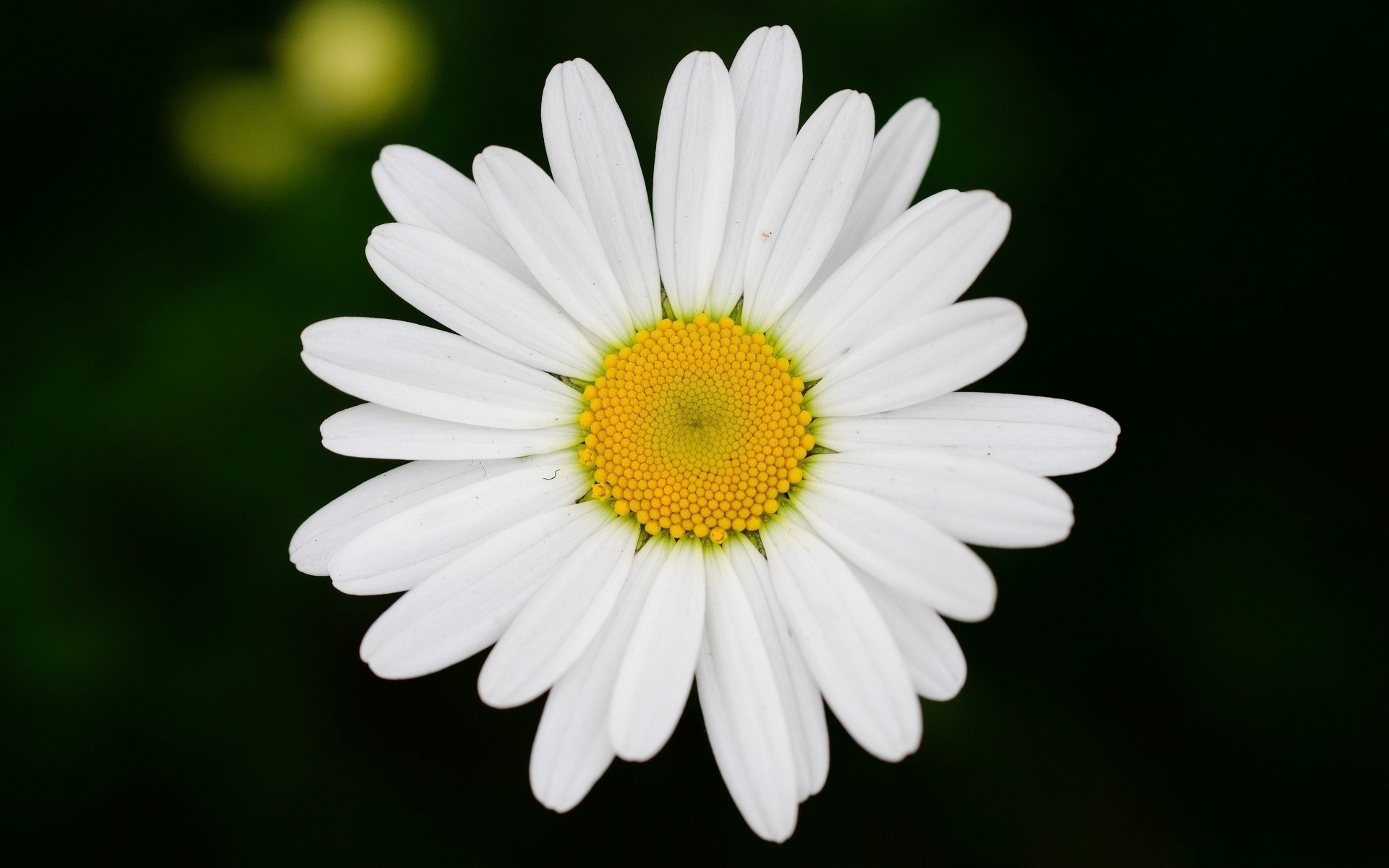 fiore margherita sfondo fiori carta da parati sfocatura