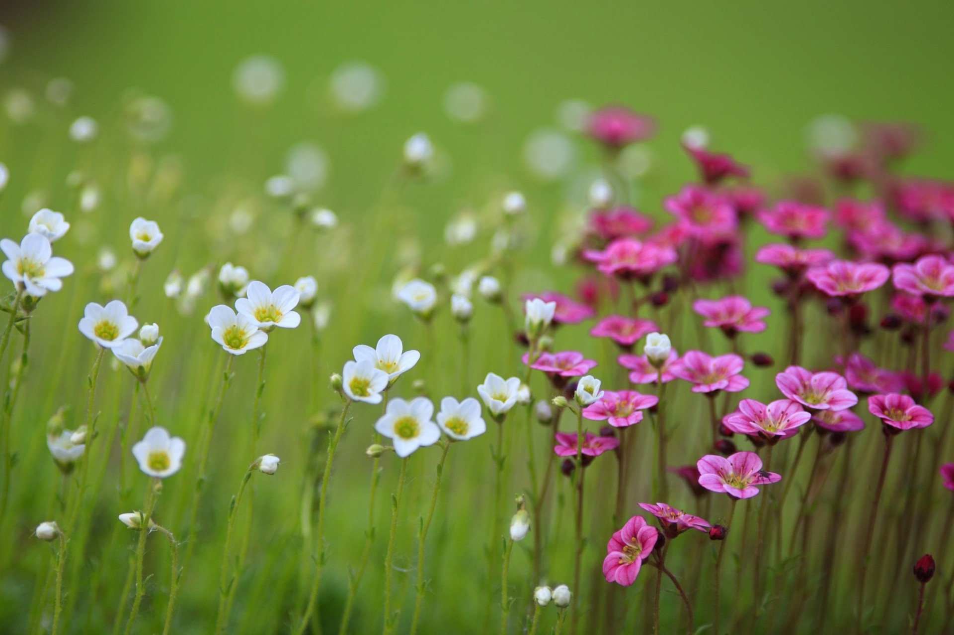 the field pink flower blur white