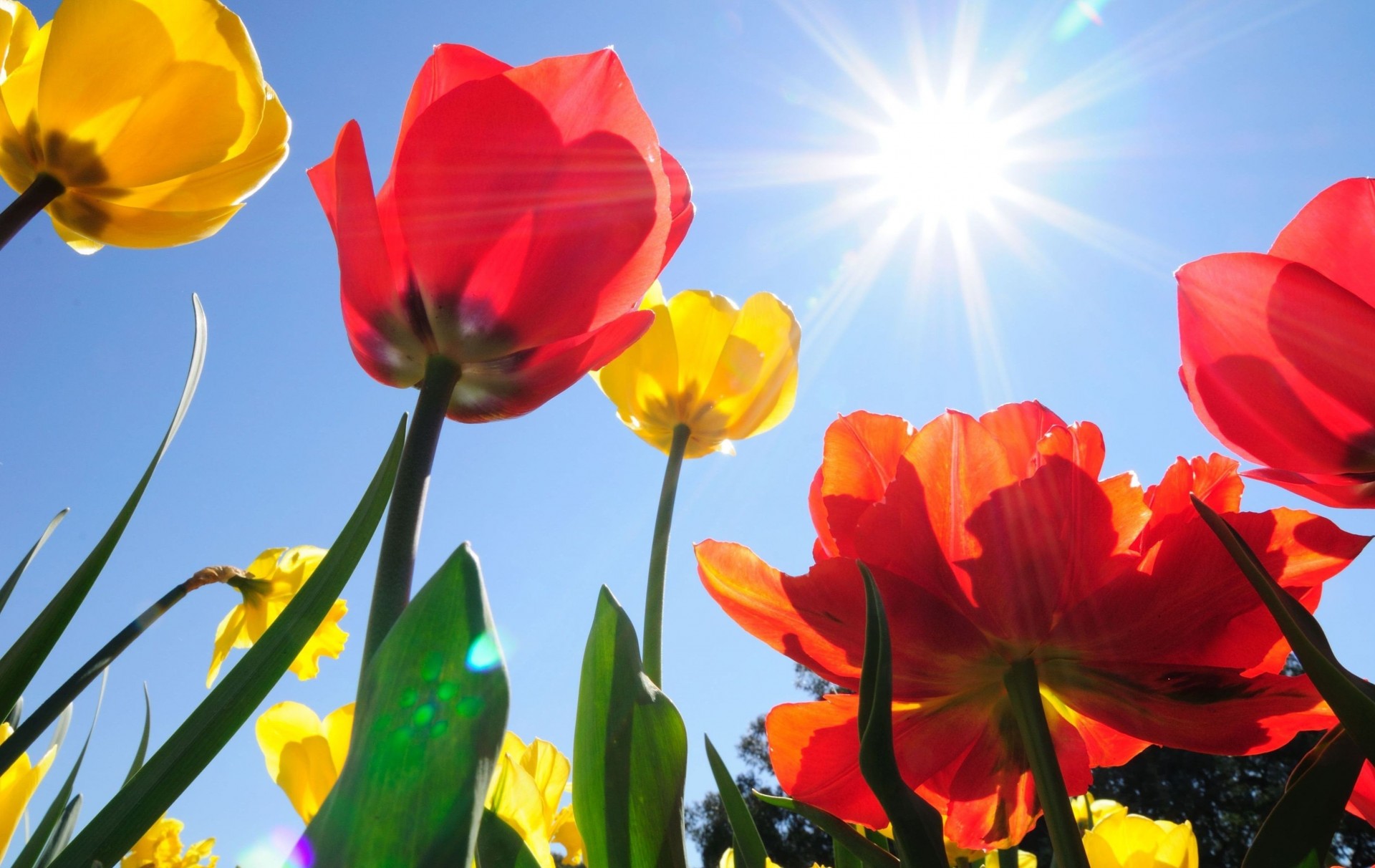 fiori widesc sfondo carta da parati giallo sole cielo tulipani campo rosso